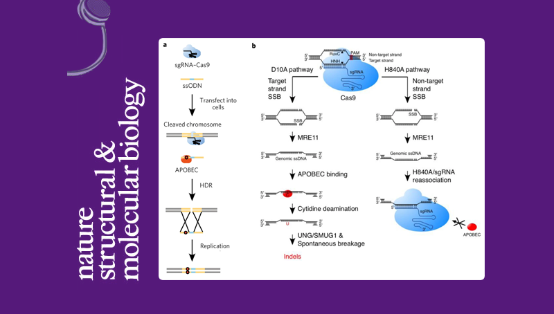 楊力研究組合作揭示APOBEC3介導(dǎo)的DNA修復(fù)在CRISPR/Cas9基因編輯過程中產(chǎn)生突變的新機(jī)制