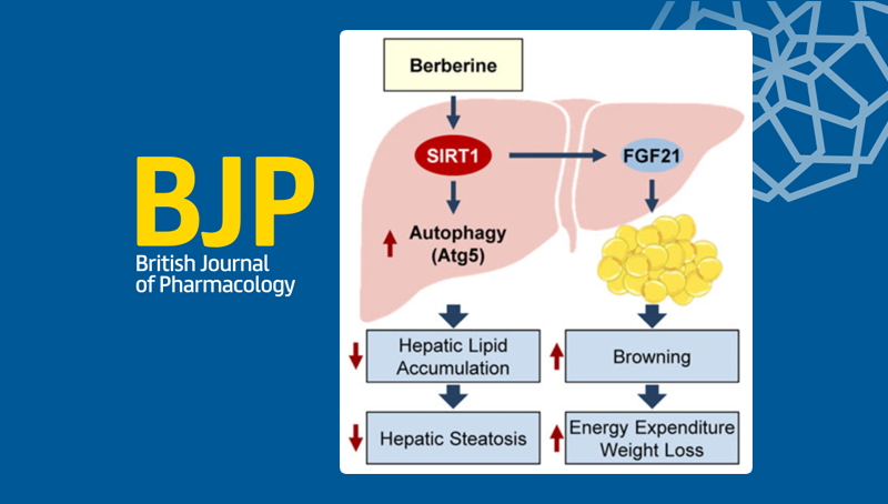中國科學院上海營養(yǎng)與健康研究院研究人員發(fā)現(xiàn)黃連中活性成分小檗堿改善脂肪肝和肥胖的新機制