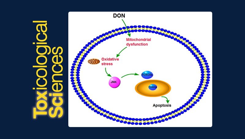 武愛波研究組發(fā)現(xiàn)嘔吐毒素致人源性細胞毒性相關的關鍵因子