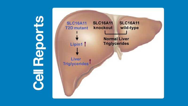 丁秋蓉研究組發(fā)現(xiàn)2型糖尿病易感基因突變的致病機制