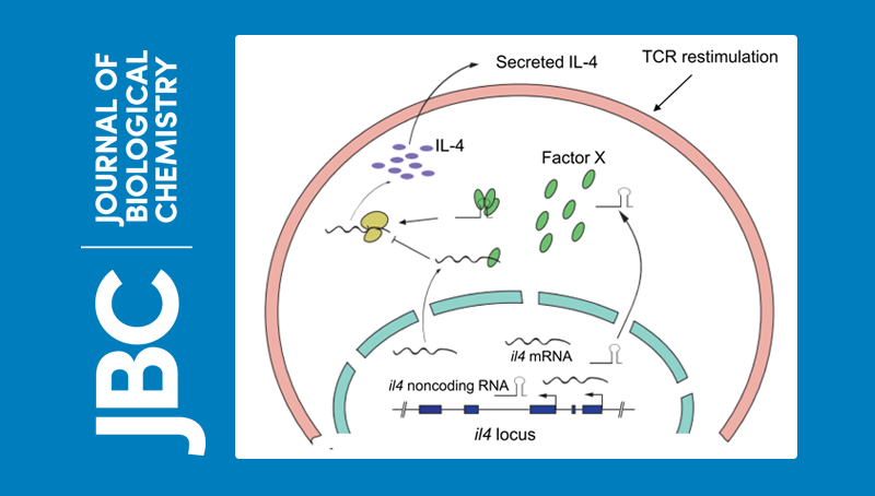 常興研究組發(fā)現(xiàn)在Th2細胞中l(wèi)ncRNA通過促進翻譯調(diào)控細胞因子IL4的表達