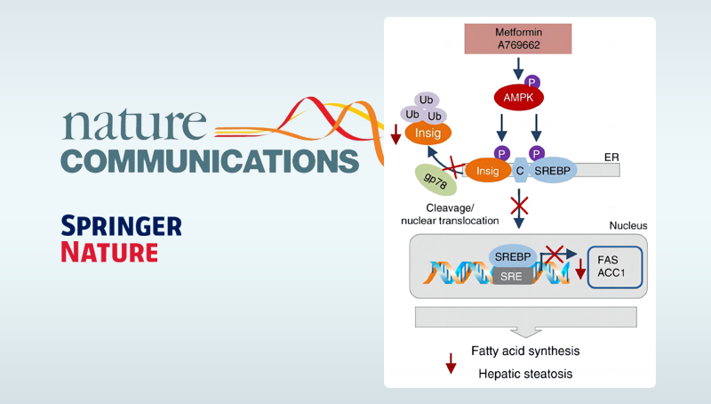 李于研究組發(fā)現(xiàn)蛋白質(zhì)翻譯后修飾通過泛素化降解途徑調(diào)節(jié)脂肪酸合成的新機制