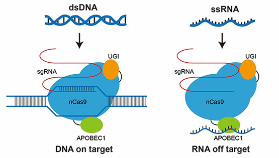 李亦學(xué)研究組合作發(fā)表關(guān)于基因編輯技術(shù)RNA脫靶及其優(yōu)化的研究成果