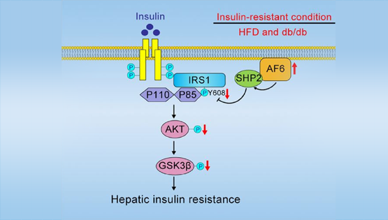 詹麗杏研究組發(fā)現(xiàn)極性蛋白AF6調(diào)控血糖穩(wěn)態(tài)和胰島素敏感性的新功能及機制