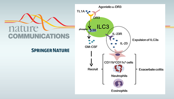 邱菊研究組發(fā)現(xiàn)DR3信號(hào)通路通過調(diào)控ILC3從而調(diào)節(jié)腸道炎癥的新機(jī)制