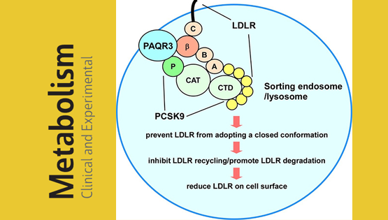 陳雁研究組發(fā)現(xiàn)調(diào)控血液膽固醇水平的新機制