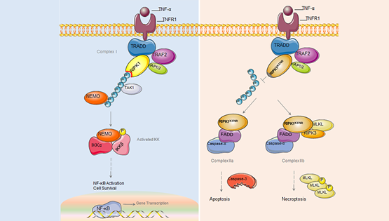 章海兵研究組發(fā)現(xiàn)調(diào)控細胞生死轉(zhuǎn)換的重要分子機制