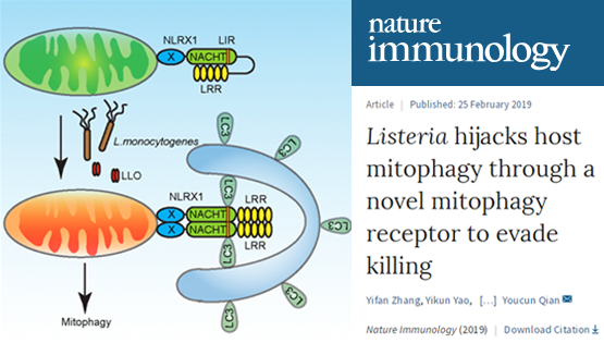 錢友存課題組發(fā)現(xiàn)李斯特菌劫持巨噬細(xì)胞線粒體自噬新機(jī)制
