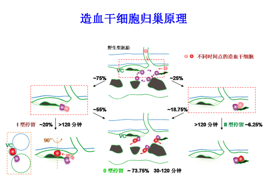 中國(guó)科學(xué)家首次揭秘新生造血干細(xì)胞在體歸巢全過(guò)程