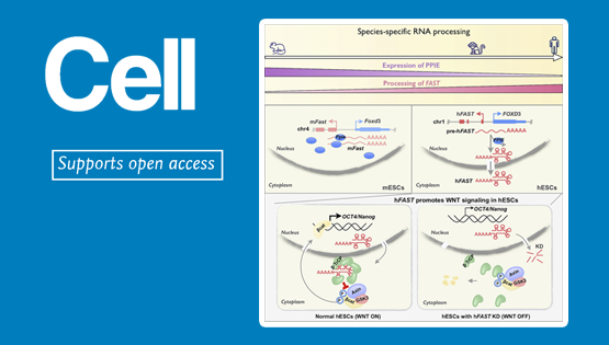 楊力研究組合作研究揭示長非編碼RNA種屬特異性加工決定的物種差異功能