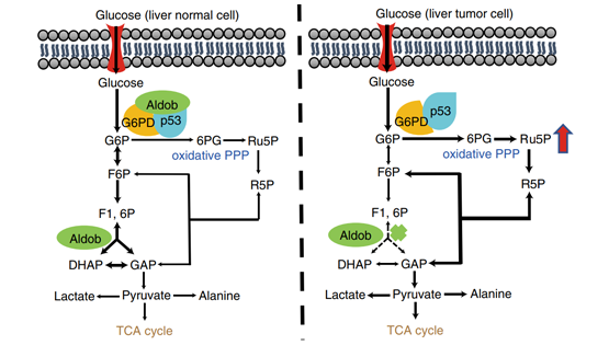 尹慧勇研究組合作發(fā)現(xiàn)調(diào)控肝癌代謝重編程的新機制