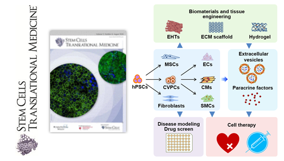 楊黃恬研究員受邀發(fā)表人多能干細胞衍生心肌細胞應(yīng)用于心臟疾病模型與治療的觀點性綜述