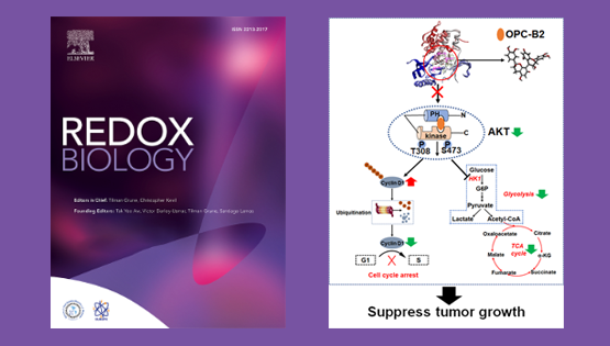 尹慧勇研究組合作發(fā)現(xiàn)花生紅衣多酚類活性成分原花青素-B2 (OPC-B2) 抗肝癌新機制
