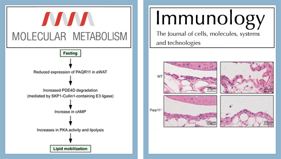 陳雁研究組發(fā)現(xiàn)高爾基體膜蛋白PAQR11對(duì)脂代謝和免疫調(diào)控新功能