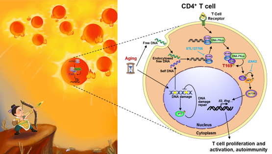 肖意傳研究組揭示CD4<sup>+</sup> T細(xì)胞中新的DNA感知通路及其介導(dǎo)衰老相關(guān)自身免疫病的調(diào)控機制