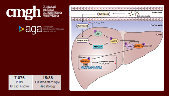 營(yíng)養(yǎng)與健康所李于研究組合作發(fā)現(xiàn)腸道菌群代謝產(chǎn)物改善非酒精性脂肪性肝病的新機(jī)制