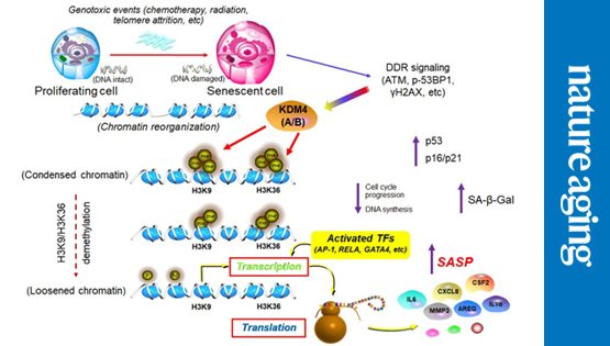 營養(yǎng)與健康所孫宇研究組合作揭示人類衰老細(xì)胞空間基因組表觀調(diào)控核心機制并繪制衰老相關(guān)染色質(zhì)全局景觀圖譜
