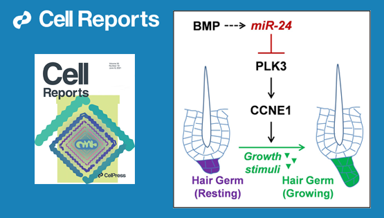 營養(yǎng)與健康所張亮研究組發(fā)現(xiàn)調(diào)控皮膚毛發(fā)再生潛能的新機制