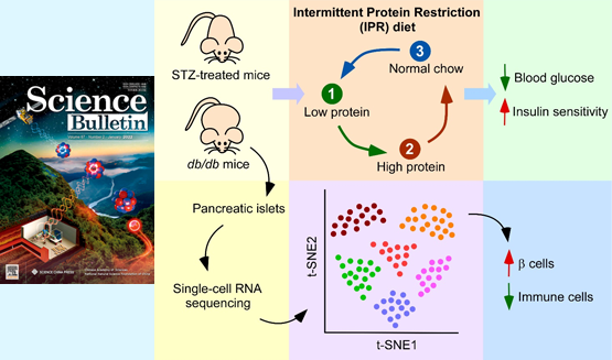 營養(yǎng)與健康所陳雁研究組發(fā)現(xiàn)間歇性蛋白限制能夠干預(yù)糖尿病并保護胰島β細胞