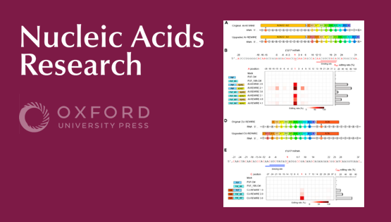 營養(yǎng)與健康所王澤峰研究組發(fā)表一種不依賴于gRNA的新型RNA精準(zhǔn)編輯系統(tǒng)