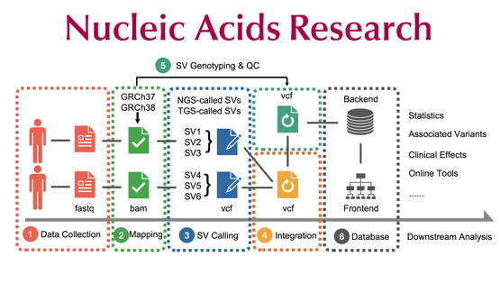 徐書華/張國慶/樊少華團(tuán)隊合作發(fā)布人類基因組結(jié)構(gòu)變異數(shù)據(jù)庫和計算分析平臺PGG.SV