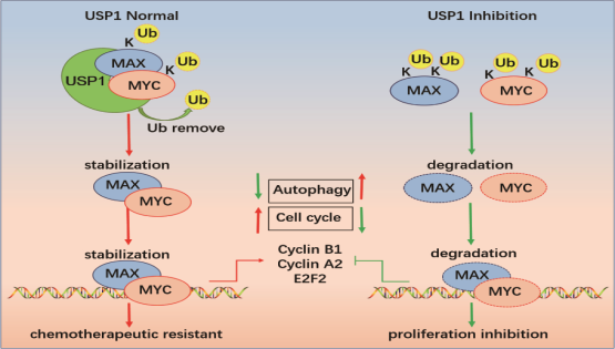營養(yǎng)與健康所王蘭研究組合作揭示USP1調(diào)控復(fù)發(fā)難治B細(xì)胞淋巴瘤的機(jī)制