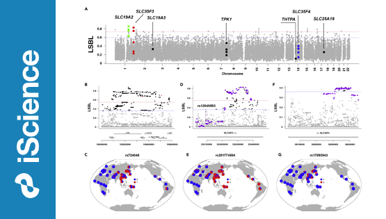 營養(yǎng)與健康所解析維生素B1代謝基因在東亞人群中的適應(yīng)性進(jìn)化