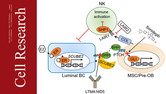 營養(yǎng)與健康所胡國宏研究組發(fā)現(xiàn)管腔型乳腺癌骨轉(zhuǎn)移傾向性的機制