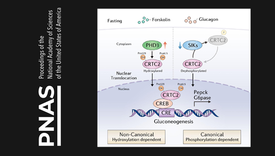 營養(yǎng)與健康所李于研究組合作發(fā)現(xiàn)脯氨酸羥基化修飾調(diào)控2型糖尿病的新機制