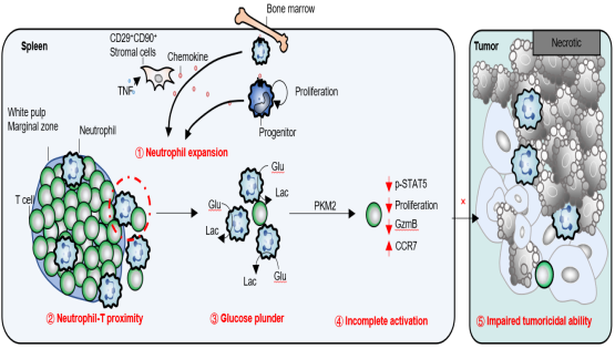 營養(yǎng)與健康所組織干細胞與免疫研究組發(fā)現(xiàn)脾臟嗜中性粒細胞調(diào)控乳腺癌進展的新機制
