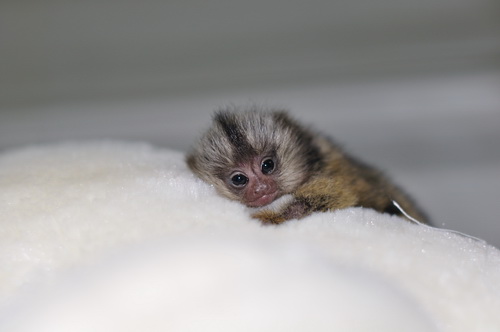 我很小，但我真的是猴