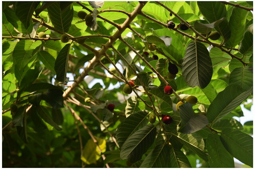見(jiàn)血封喉首次在上海開(kāi)花結(jié)果