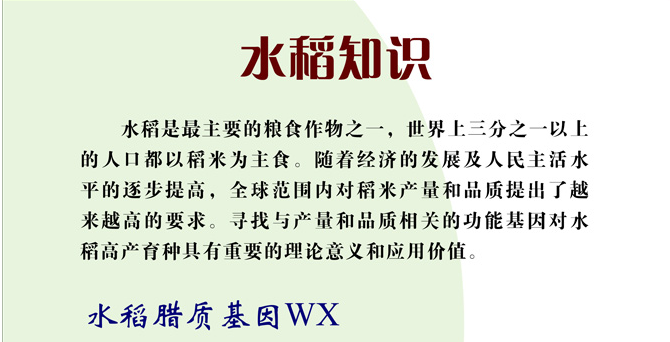 水稻知識(shí)