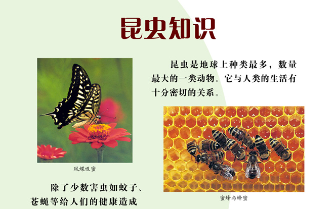 昆蟲(chóng)知識(shí)