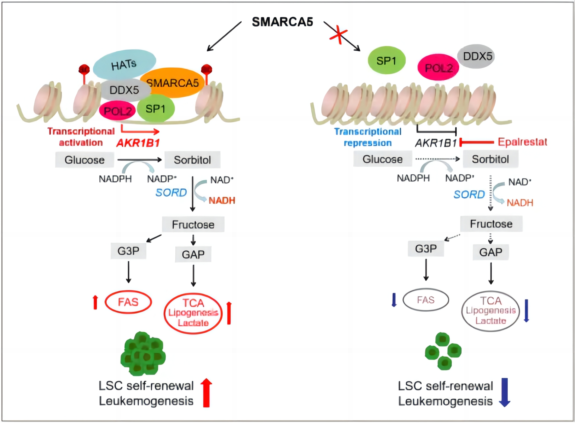 明修棧道，暗渡陳倉：揭露白血病細(xì)胞的“陰謀詭計(jì)” | 科技前線