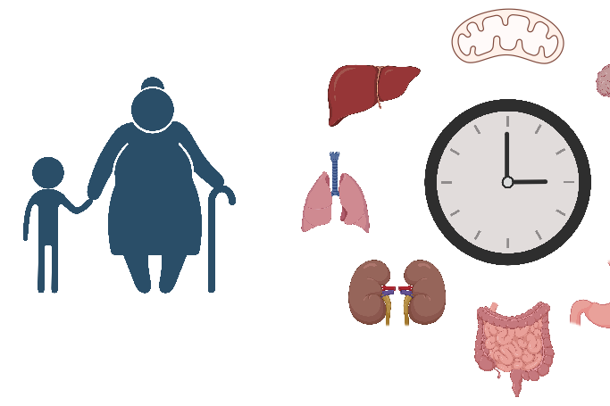 你的器官在偷偷變老？科學(xué)家發(fā)現(xiàn)人體內(nèi)藏著兩套“衰老計(jì)時器”