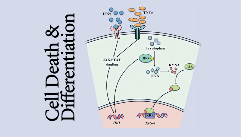 時玉舫研究組發(fā)現(xiàn)間充質干細胞免疫調節(jié)和疾病治療的重要機制