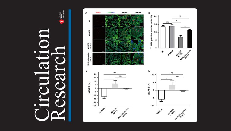 楊黃恬研究組合作揭示人胚胎干細胞衍生的心血管前體細胞移植非人靈長類心梗模型后對心臟的保護作用