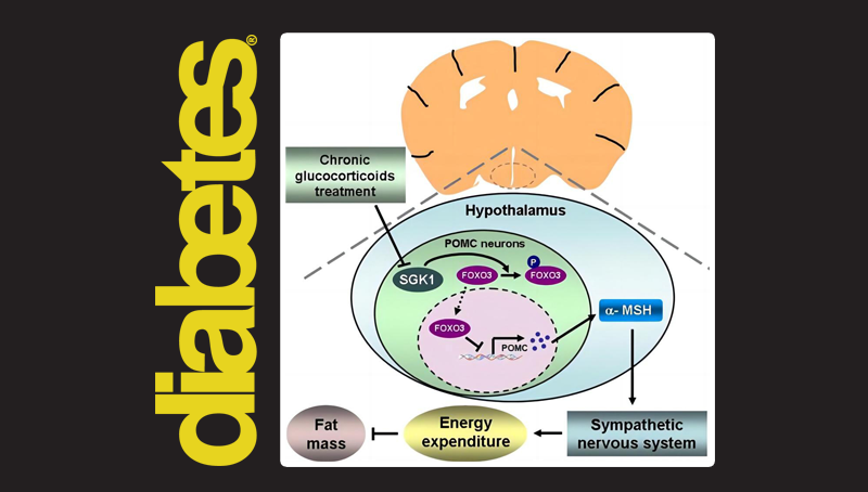 郭非凡研究組發(fā)現(xiàn)糖皮質激素引起肥胖的中樞調控機制
