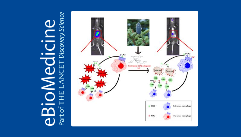中國科學(xué)院上海營養(yǎng)與健康研究院科研人員發(fā)現(xiàn)新型天然小分子調(diào)節(jié)免疫重塑腫瘤微環(huán)境治療肝癌