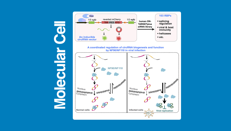 上海生科院(人口健康領(lǐng)域)科研人員合作發(fā)現(xiàn)NF90/NF110對環(huán)形RNA表達調(diào)控和功能作用的新機制