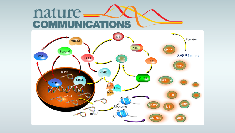 孫宇研究組揭示臨床背景下細(xì)胞衰老以及衰老相關(guān)分泌表型調(diào)控的新機(jī)制