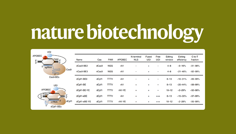楊力研究組合作開發(fā)新型堿基編輯器系統(tǒng)