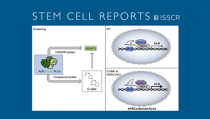 丁秋蓉與邵振研究組合作發(fā)現(xiàn)人多能干細(xì)胞肝向分化的關(guān)鍵調(diào)控因子
