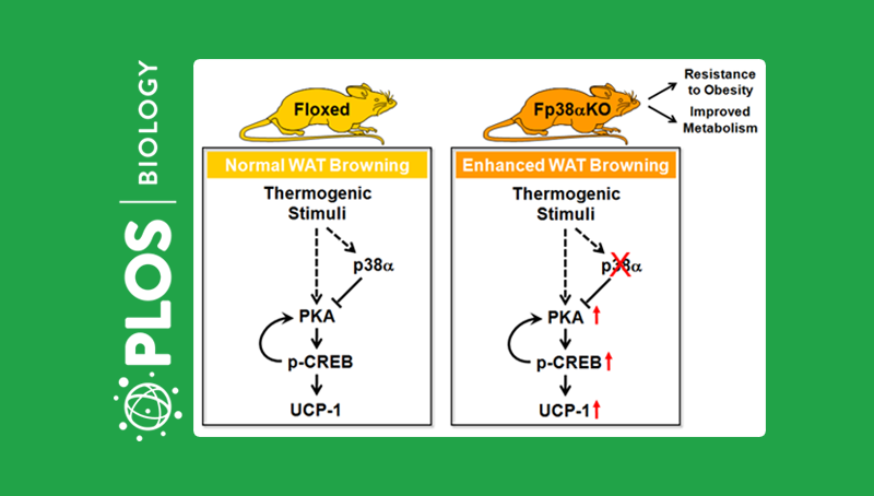 應(yīng)浩研究組發(fā)現(xiàn)p38α在白色脂肪米色化過程中的功能與作用機(jī)制