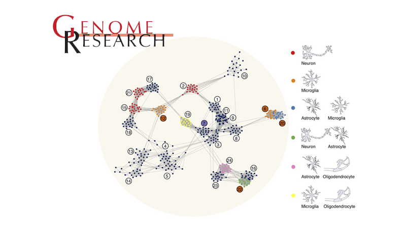Philipp Khaitovich研究組揭示基因在靈長類腦區(qū)的空間表達(dá)和調(diào)控