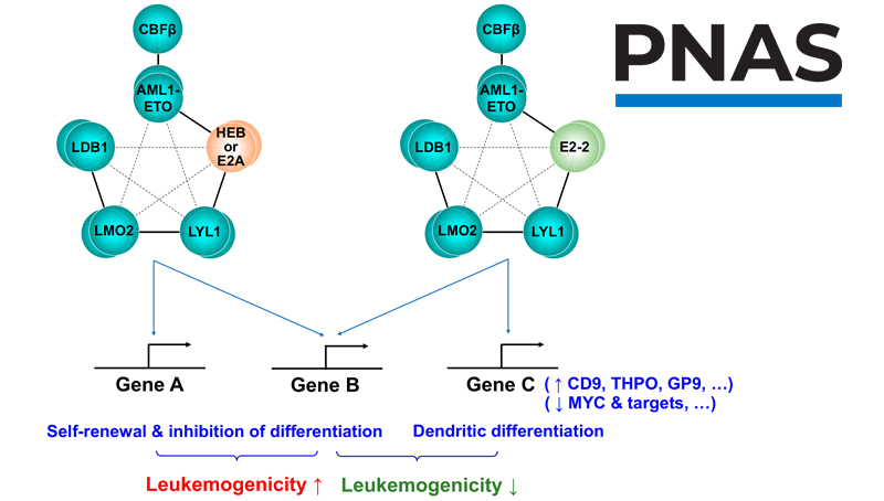 王蘭研究組合作發(fā)現(xiàn)E蛋白家族成員E2-2通過影響AETFC復(fù)合體負(fù)性調(diào)控白血病發(fā)生