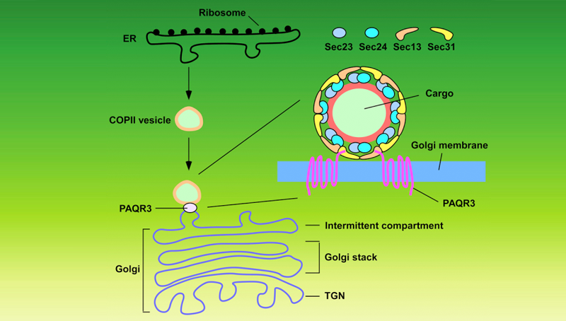 陳雁研究組發(fā)現(xiàn)細胞內(nèi)囊泡運輸新型調(diào)控機制