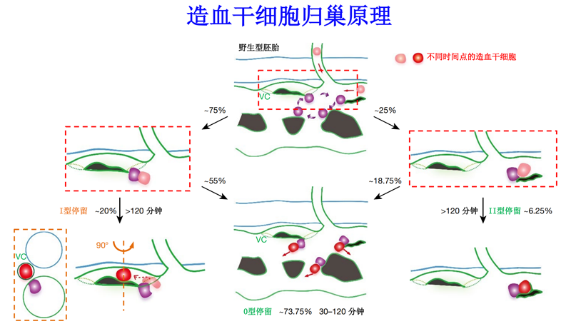 中國科學家首次揭秘新生造血干細胞在體歸巢全過程