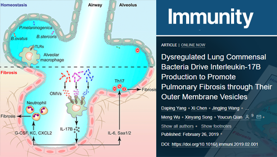 錢友存研究組發(fā)現(xiàn)紊亂的肺部微生態(tài)通過調(diào)控白介素-17B的表達(dá)促進(jìn)肺纖維化病理發(fā)生新機(jī)制
